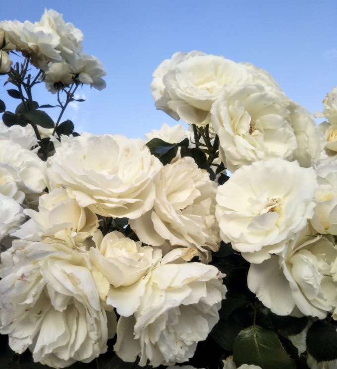 京成バラ園で麗しのバラの香りを満喫 八千代緑が丘 Marenimiruko