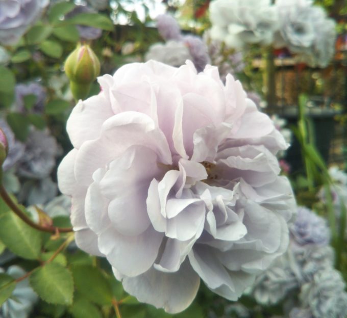 京成バラ園の入口付近で淡い藤色が珍しいバラ