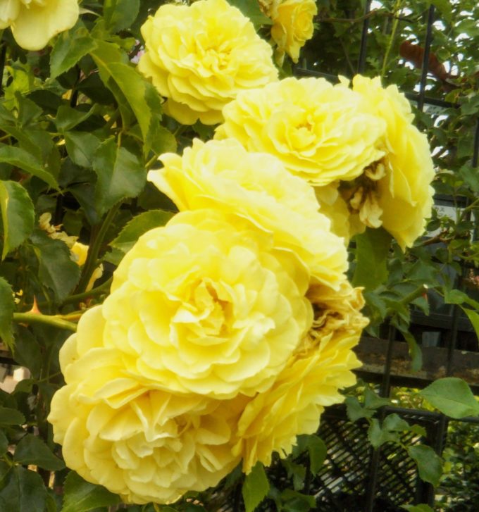 京成バラ園の入口付近で元気がもらえそうな黄色いバラ