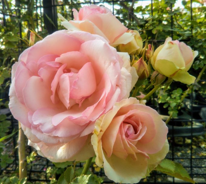 京成バラ園の入口付近には薄ピンクの色合いが上品なバラ