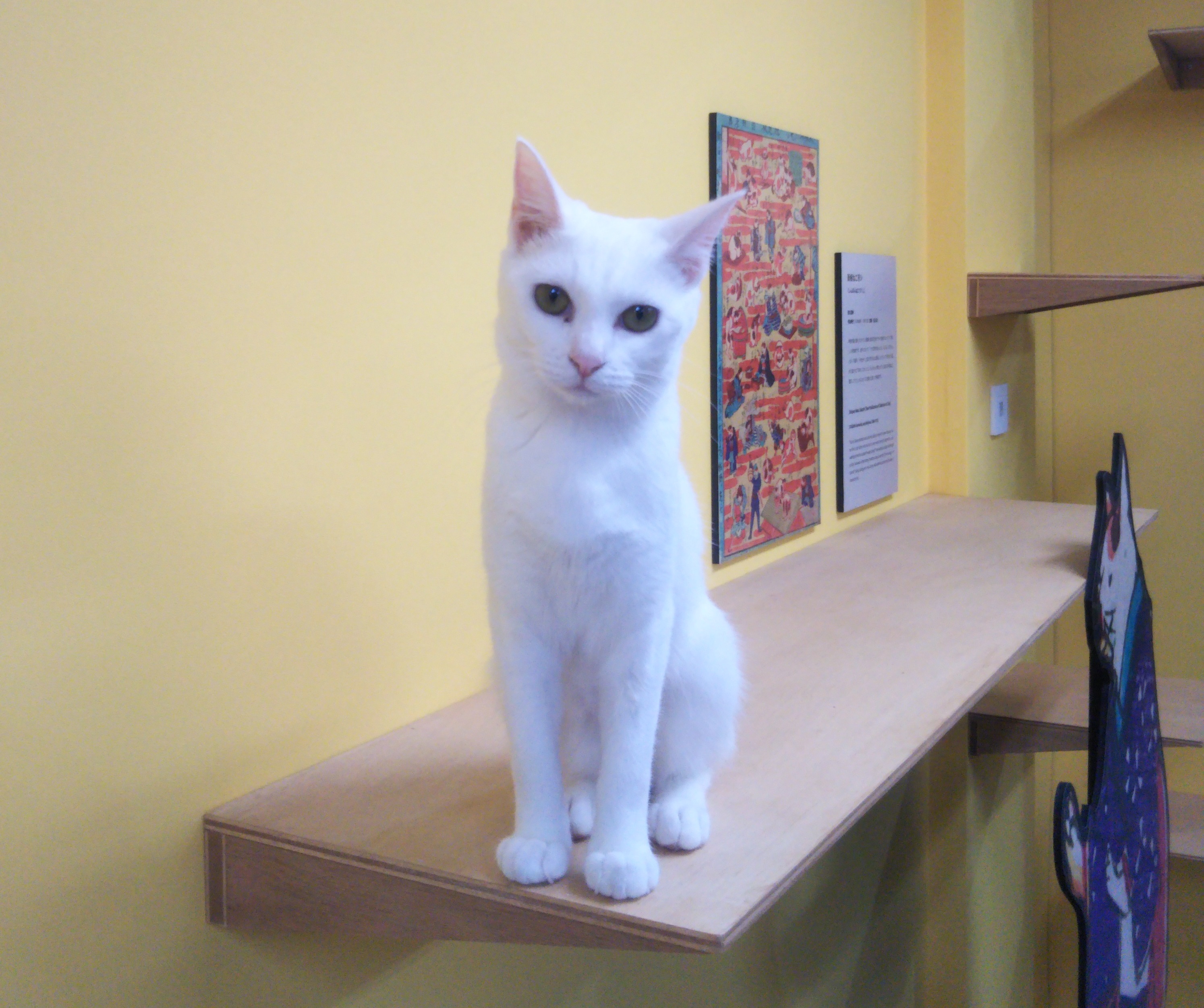 江戸ねこ茶屋でにゃんこたちに逢ってきた。【両国】1/27（日）まで