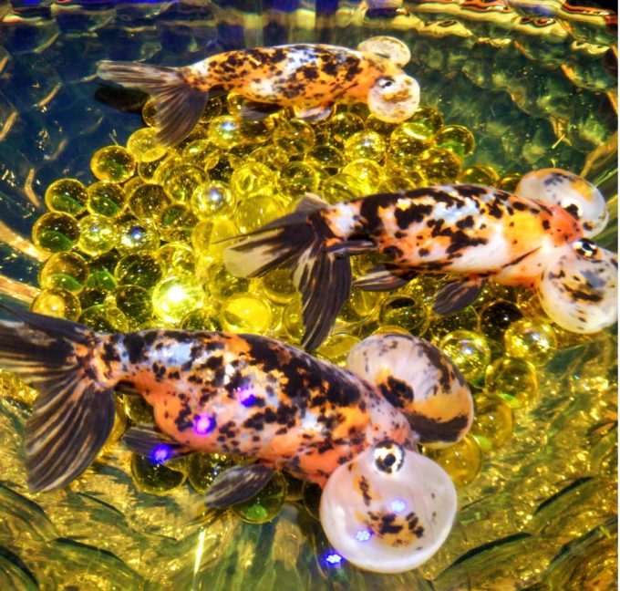 アートアクアリウム日本橋　江戸切子の器に金魚